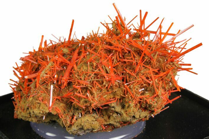 Bright Orange Crocoite Crystal Cluster - Tasmania #148522